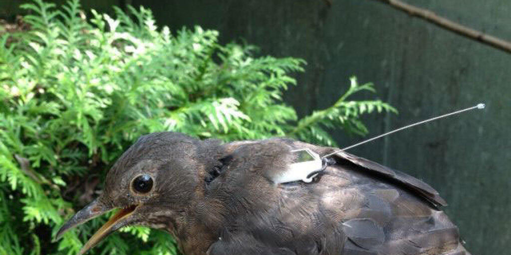 Amsel mit einem Transmitter auf dem Rücken, dessen Signale vom All aus vom Icarus-System aufgefangen werden sollen. Der dazu benötigte Computer ist per Trägerrakete seit Freitag Vormittag unterwegs zur ISS, wo er am Montag ankommen soll. (zVg)