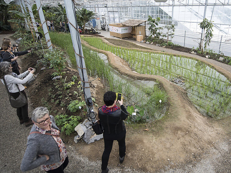 Erst im vergangenen März eröffnete das Tropenhaus Wolhusen die einzigen Reis-Terrassen der Schweiz - nächstes Jahr stellt es seinen Betrieb ein. (Archivbild)