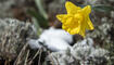 Schnee im Frühling
