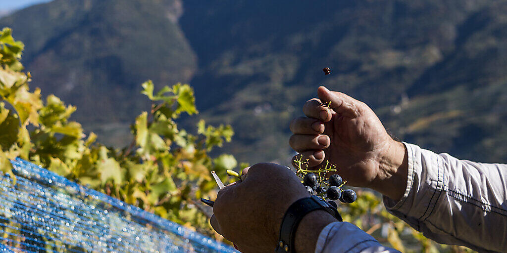 Traubenernte im Wallis: Der Wein-Jahrgang 2019 dürfte laut Bundesamt für Landwirtschaft hervorragend werden. (Themenbild)