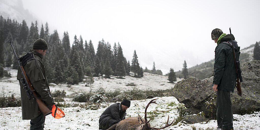 Auf der Sonderjagd müssen im Kanton Graubünden rund 2300 weitere Hirsche zur Strecke gebracht werden. (Archivbild)