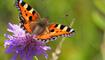 #näherdran-Fotowettbewerb Gamprin-Bendern