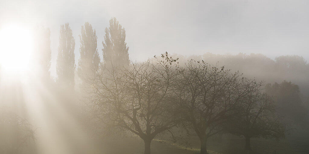 Ein Mann spaziert an einem Morgen Mitte Oktober am Stadtrand von Bülach an kahlen Bäumen vorbei. (Archiv)