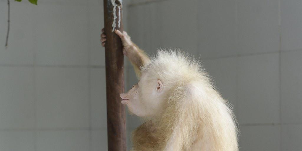 Der kürzlich in Indonesien entdeckte Albino-Orang-Utan heisst nun Alba. (Archivbild)