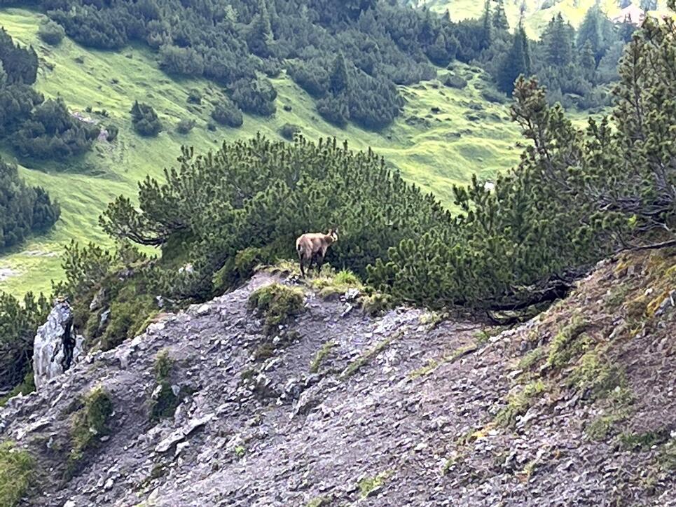 Wanderung auf den Schönberg, früh am Morgen, eine Gemse, die sich uns zeigte🦌davon träumt man als Wanderer, unsere Wildtiere zu sehen😄