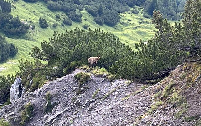 Wanderung auf den Schönberg, früh am Morgen, eine Gemse, die sich uns zeigte🦌davon träumt man als Wanderer, unsere Wildtiere zu sehen😄
