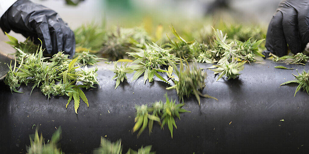 Die Tabaksteuer auf Hanfblüten mit tiefem THC-Gehalt entfällt per sofort, hat das Bundesgericht entschieden. (Archivbild)