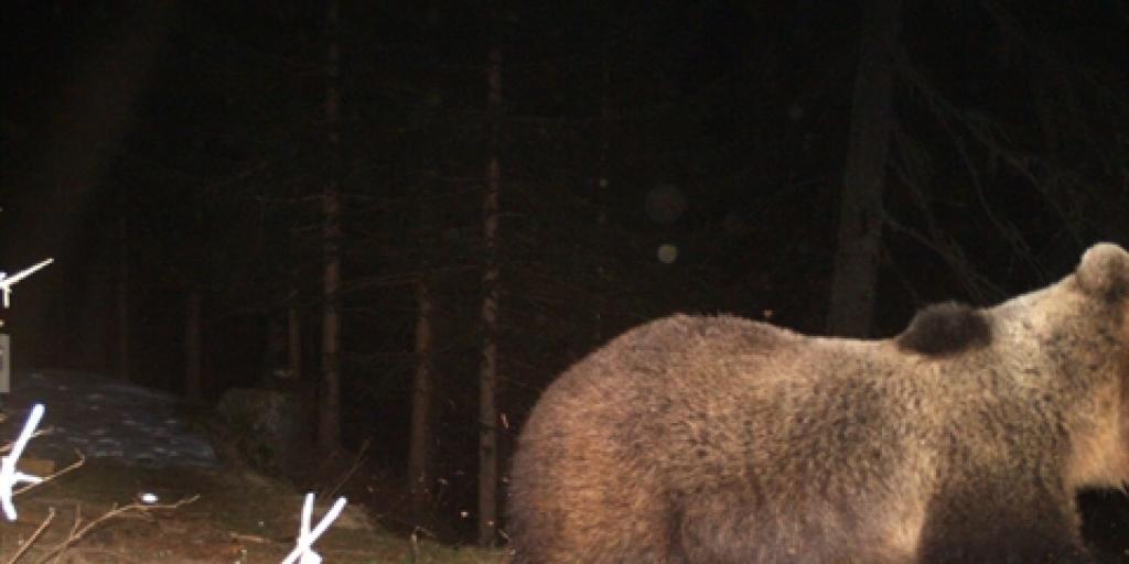 Der im Puschlav beobachtete Braunbär, der sich über eine Hirsch hermachte und in eine Fotofalle tappte. Der im Puschlav beobachtete Braunbär, der sich über eine Hirsch hermachte und in eine Fotofalle tappte.