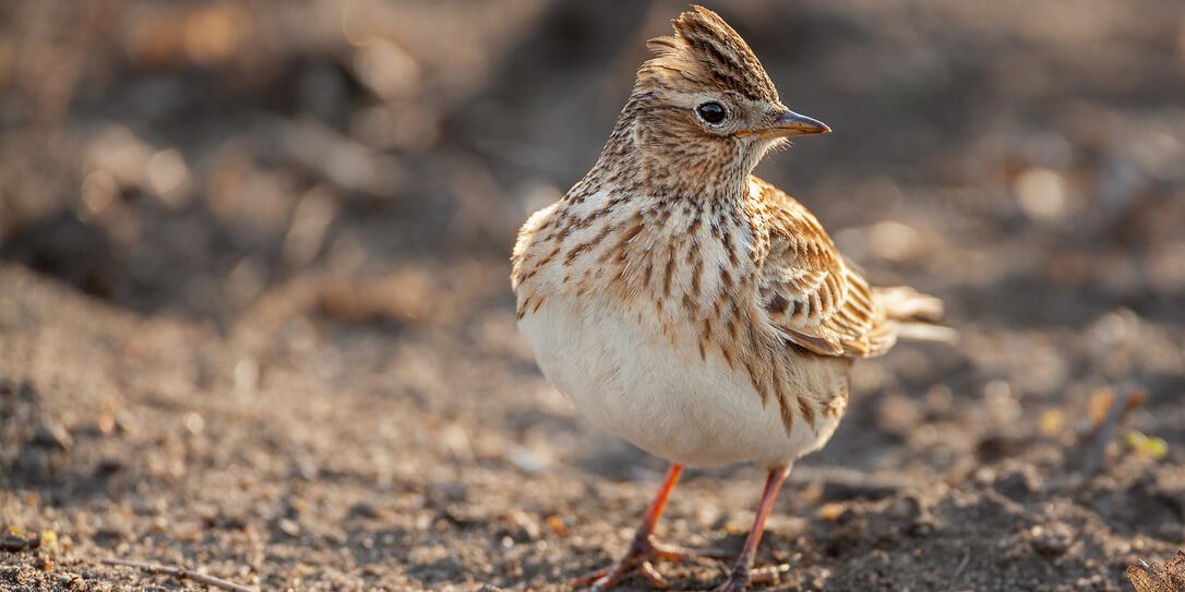 Eurasian skylark perching in a field