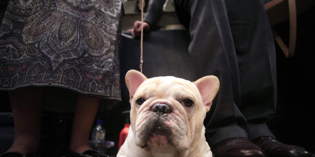 SHOW, SHOW, HUND, HUNDE,