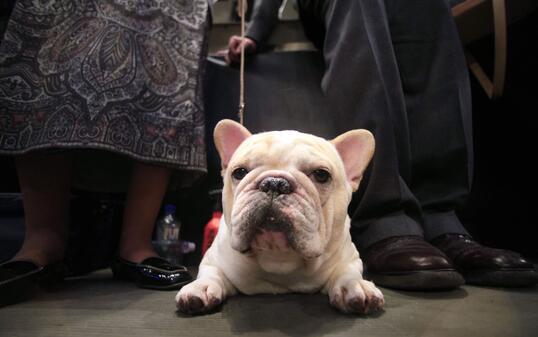 SHOW, SHOW, HUND, HUNDE,