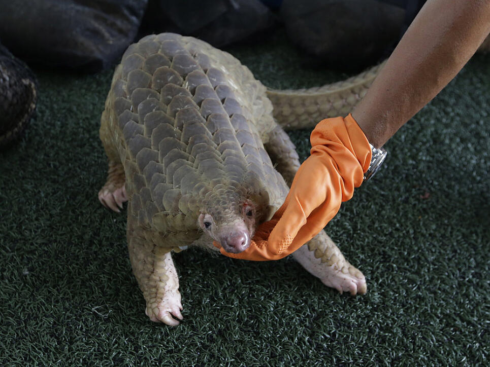 Ein vom thailändischen Zoll beschlagnahmter Pangolin.
