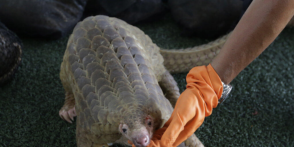 Ein vom thailändischen Zoll beschlagnahmter Pangolin.