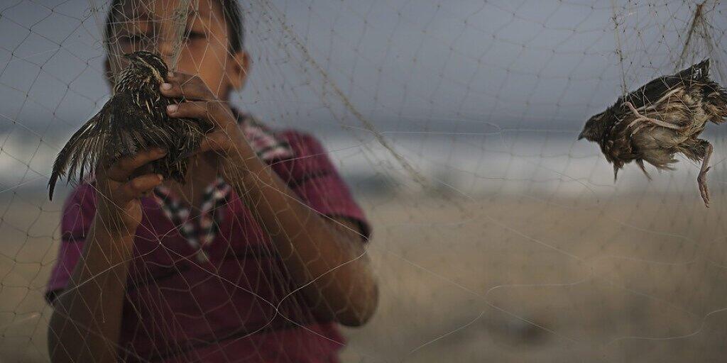 Ein Kind am Strand von Gaza klaubt im Morgengrauen Zugvögel aus Fangnetzen, um sie für umgerechnet zwei Franken auf dem Markt zu verkaufen. Vogelwilderei ist ein Thema am internationalen EuroBirdwatch, der in der Schweiz mit über 50 Veranstaltungen begangen wird. (Symbolbild)