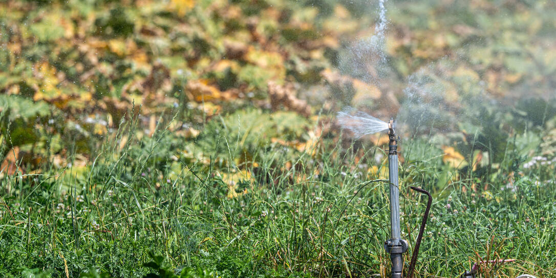 SPRINKLER, BEWAESSERUNG, HITZE, WETTER, TROCKENHEIT, LANDWIRTSCHAFT, RHABARBERFELD, HITZE, WETTER, SOMMER, TROCKENHEIT, HITZEWELLE,