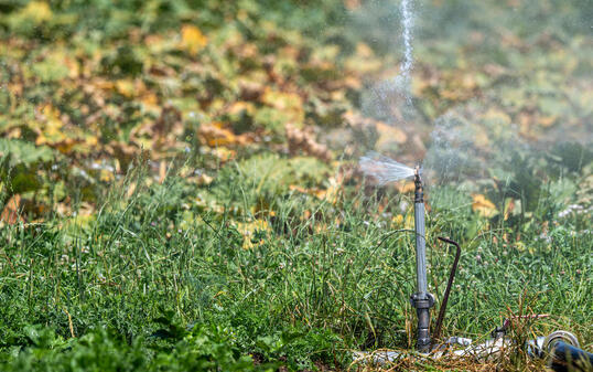 SPRINKLER, BEWAESSERUNG, HITZE, WETTER, TROCKENHEIT, LANDWIRTSCHAFT, RHABARBERFELD, HITZE, WETTER, SOMMER, TROCKENHEIT, HITZEWELLE,