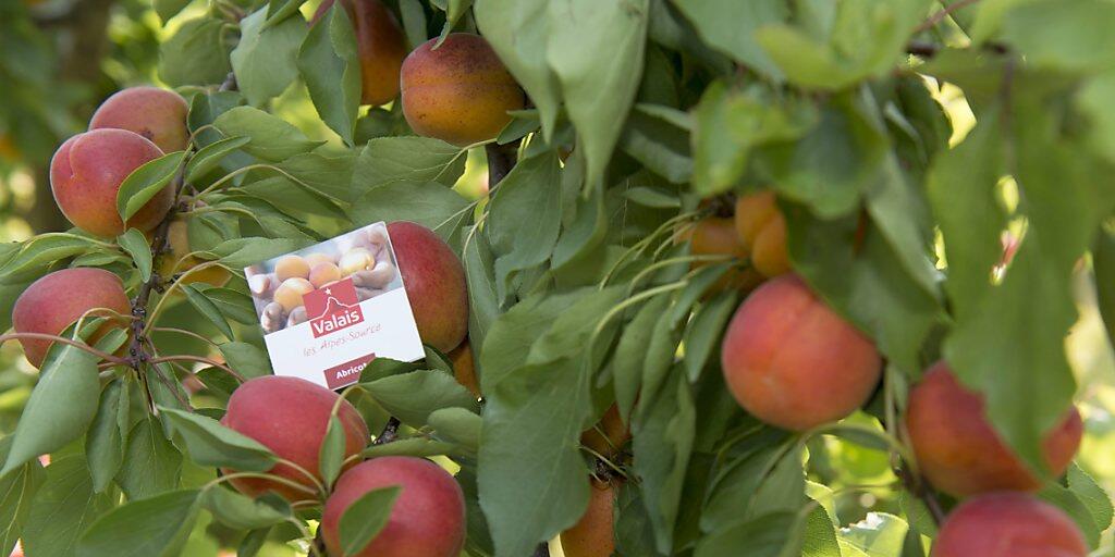 Dank viel Sonne und warmen Temperaturen dürften Walliser Aprikosen in diesem Jahr besonders gut schmecken. (Archiv)