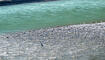 Trockener Alpenrhein