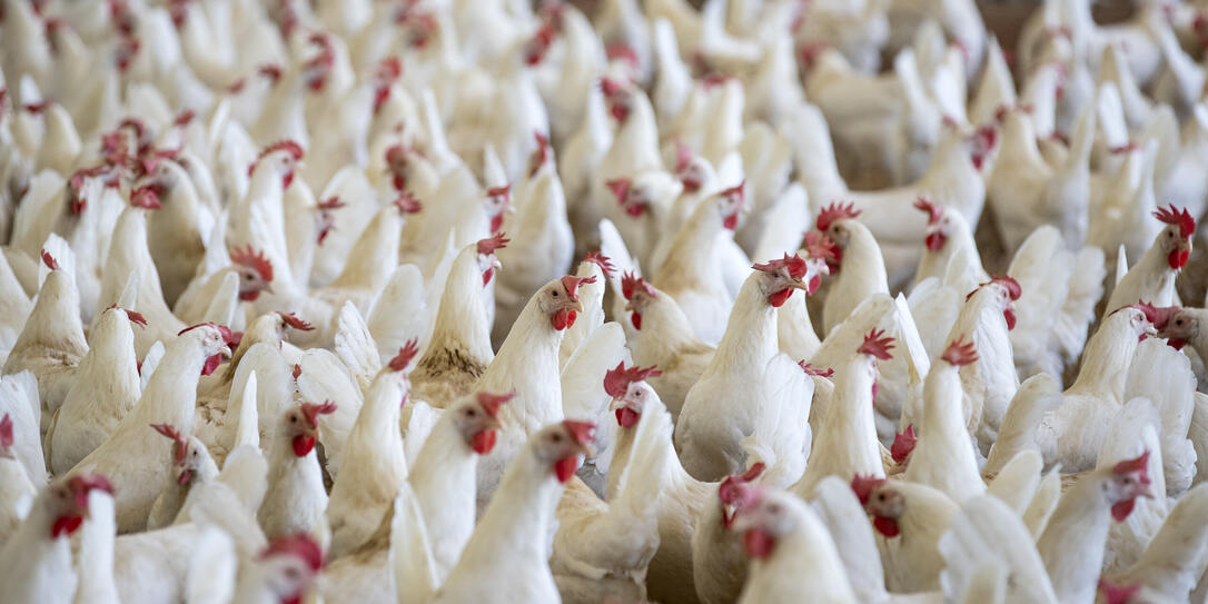 HUEHNER, HUHN, VOLKSINITIATIVE, MASSENTIERHALTUNG, TIERHALTUNG, MASSENTIERHALTUNGSINITIATIVE, "KEINE MASSENTIERHALTUNG IN DER SCHWEIZ",