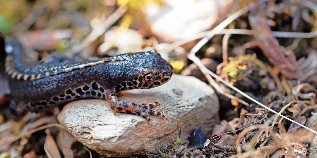 Male alpine newt, Ichthyosaura alpestris