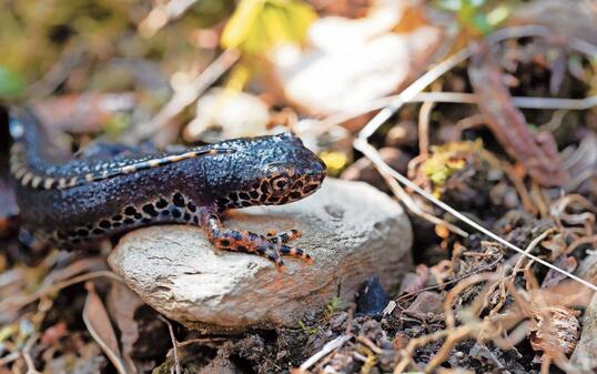 Male alpine newt, Ichthyosaura alpestris