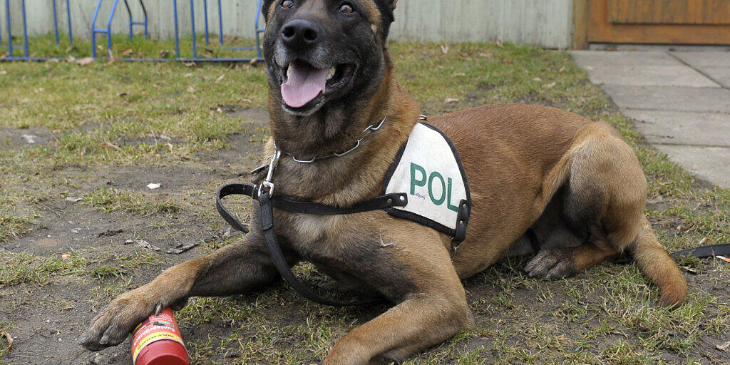 Hunde der deutschen Bundeswehr werden darauf trainiert, Personen zu entdecken, die sich mit dem Coronavirus angesteckt haben. (Archivbild).