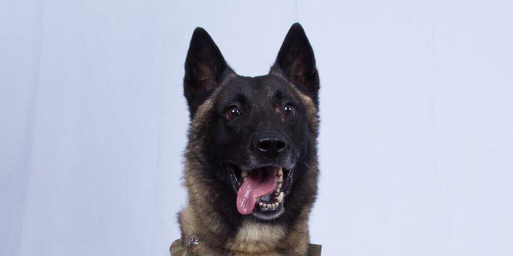 Geheimhaltung f&uuml;r das Bild eigens aufgehoben: Der Hund, der bei der Verfolgung al-Bagdadis verletzt wurde. Sein Name bleibt aber weiter geheim.