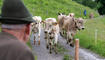 Der Sommer auf den Plankner Gemeindealpen R&uuml;tti und Gafadura hat begonnen (12. Juni)