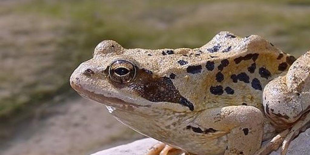 Ab 5 Grad spürt er den Frühling - auf dem Weg zum Laichgewässer lauern Verkehrsgefahren für den Grasfrosch.