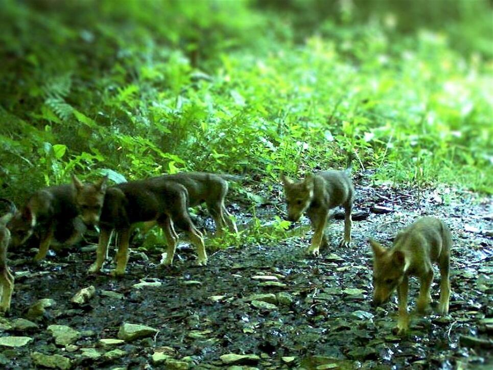 Seit 2011 kommen am Calanda-Massiv jedes Jahr kleine Wölfe mit grossem Hunger zur Welt. Für den Wald ist das gut.