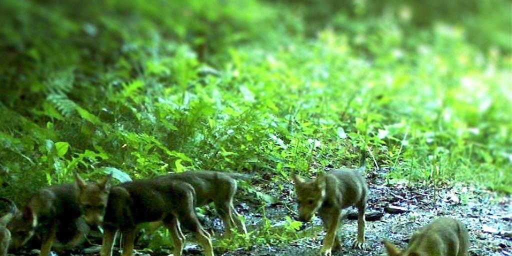 Seit 2011 kommen am Calanda-Massiv jedes Jahr kleine Wölfe mit grossem Hunger zur Welt. Für den Wald ist das gut.