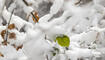 Schnee im Frühling