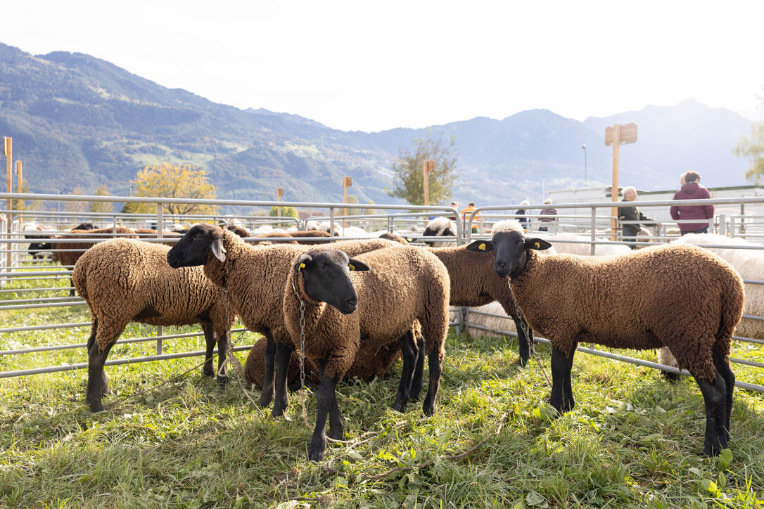 Herbstmarkt mit Schaf- und Gizischau in Sevelen
