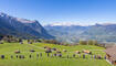 11. Sagenfestin Triesenberg (01.05.2026)