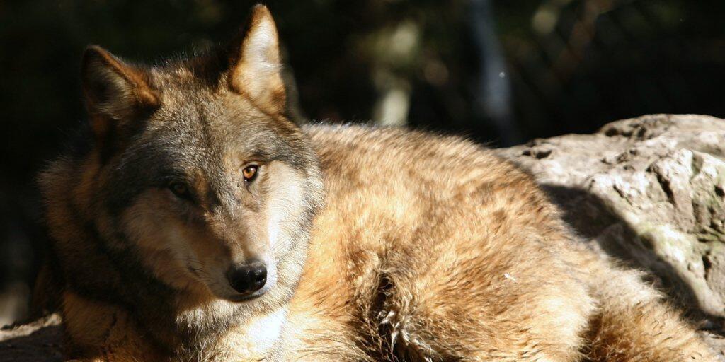Die Zahl der Wölfe ist in Graubünden um zwei reduziert worden. (Themenbild)