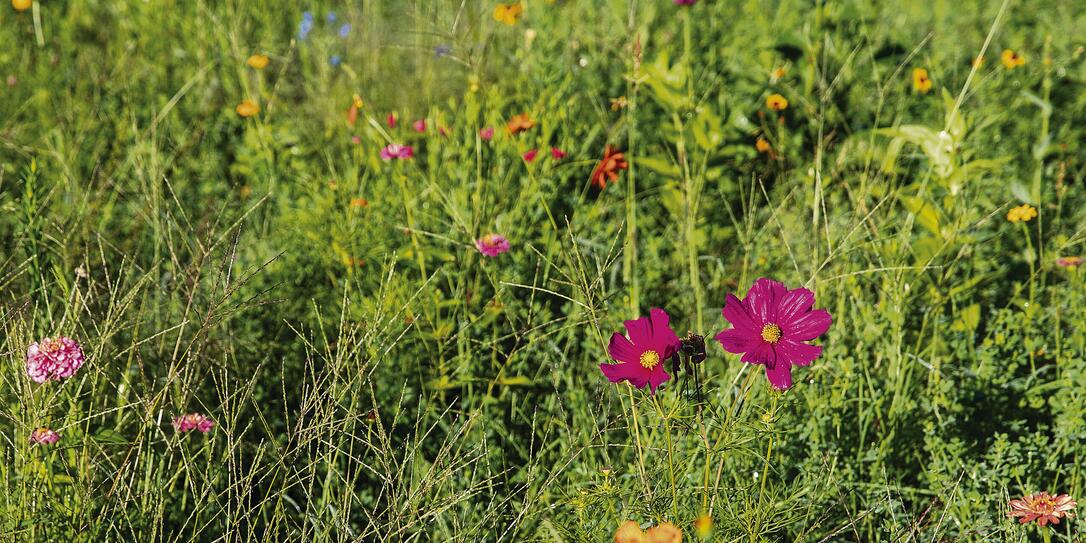 Blumenwiese, Schaan Blumenwiese, Schaan