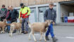 Werdenberger Buuremart mit Gitzischau in Grabs