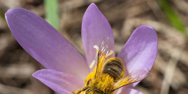 Eine mit Blütenstaub beladene Wildbiene auf einer Blüte (Archiv) Eine mit Blütenstaub beladene Wildbiene auf einer Blüte (Archiv)