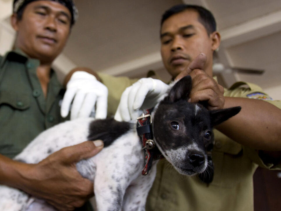 In mehreren asiatischen Ländern wie etwa Indonesien werden Hunde gegen Tollwut geimpft. (Archivbild)