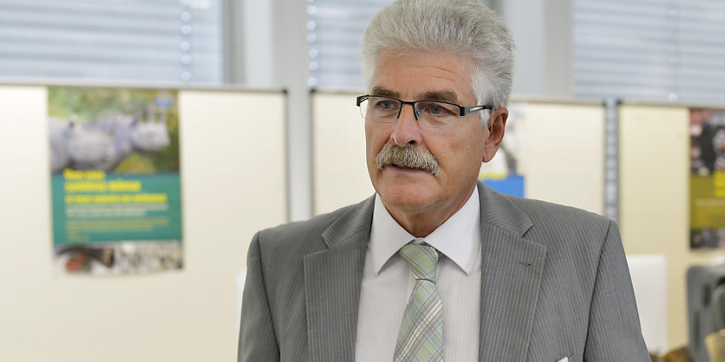 Neue Schmuggel-Route über Zürich: Heinz Widmer, Leiter des Flughafen-Zolls, mit einem der sichergestellten Elefanten-Stosszähne