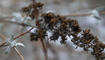 Wald in Eschen Nendeln