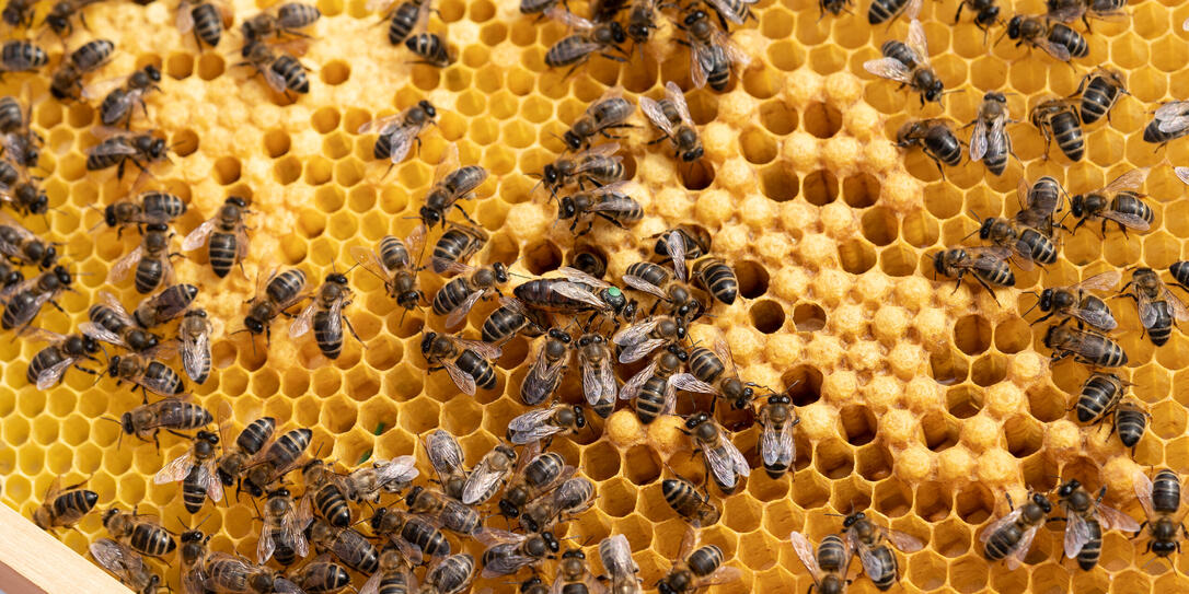LANGSTRASSENHONIG, KREIS 4, AUSSERSIHL, IMKER, IMKEREI, STADTIMKER, STADTIMKEREI, BIENENZUECHTER, BIENENZUCHT, HONIG, URBANER HONIG, LEBENSMITTEL, HONIGBIENE, BIENEN, BIENE, BIENEN, INSEKT, BIENENVOLK, BIENENSTOCK, NUTZTIER, BAECKERANLAGE, GEMEINSCHAFTSZEN