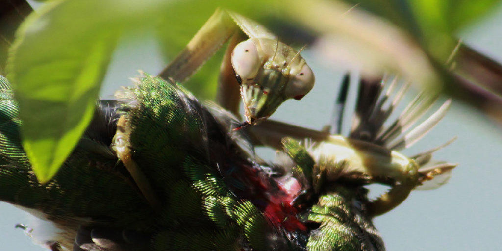 Eine Gottesanbeterin (Tenodera sinensis) mit einem Rubinkehlkolibri als Beute.