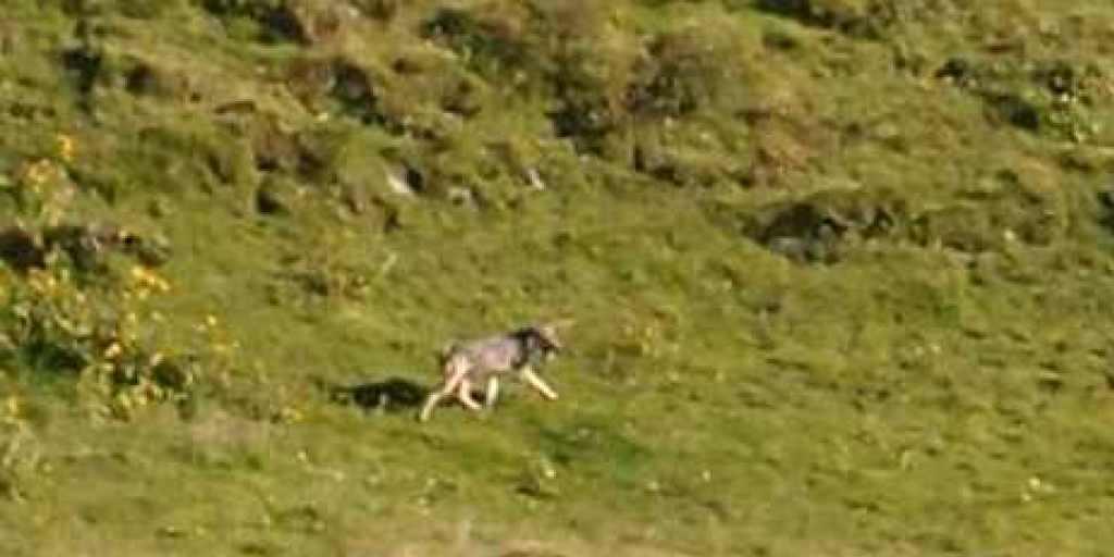 Ein Wolf am Fuss des Frümsel, fotografiert von Berggängern.
