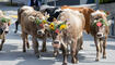 Alpabfahrt Alpgenossenschaft Gritsch Schaan