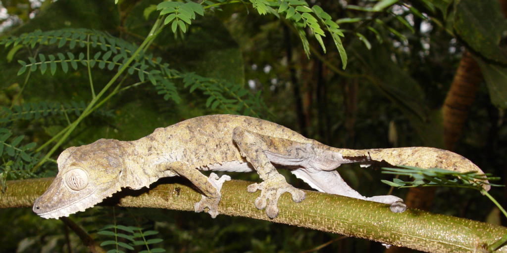 Wer den Plattschwanzgecko entdecken möchte, braucht einen geschärften Blick und viel Geduld. Wer den Plattschwanzgecko entdecken möchte, braucht einen geschärften Blick und viel Geduld.