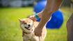 Hundeplausch Balzers (20.06.2026)