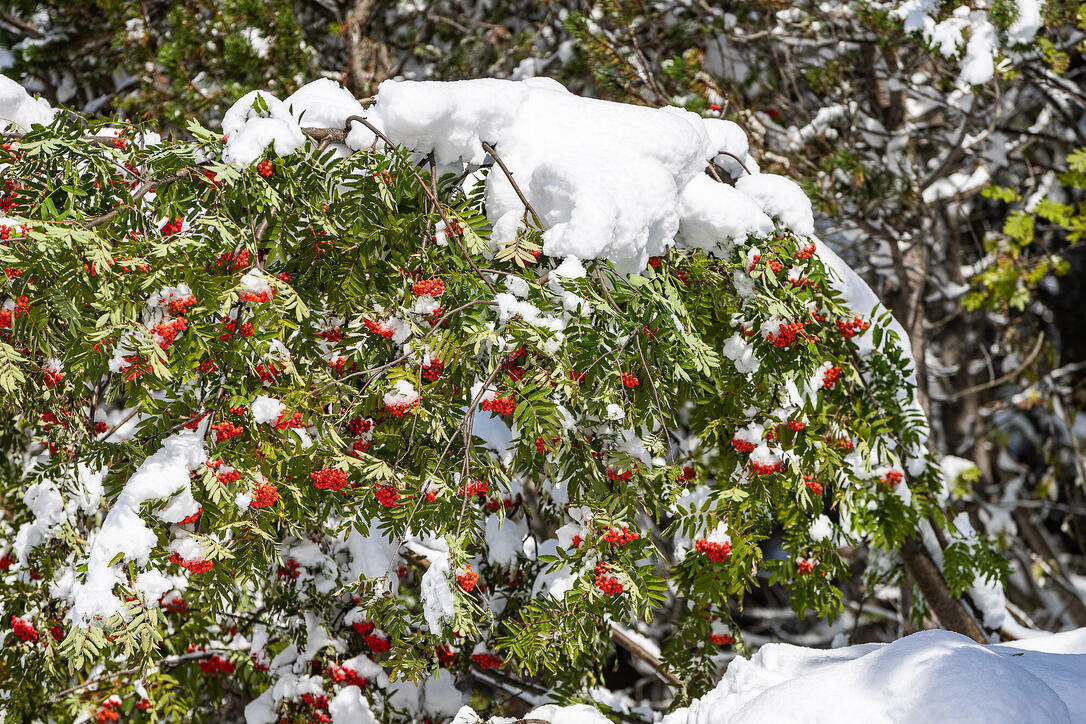 Erster Schnee in Liechtenstein