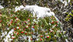 Erster Schnee in Liechtenstein