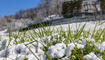 Schnee im Frühling